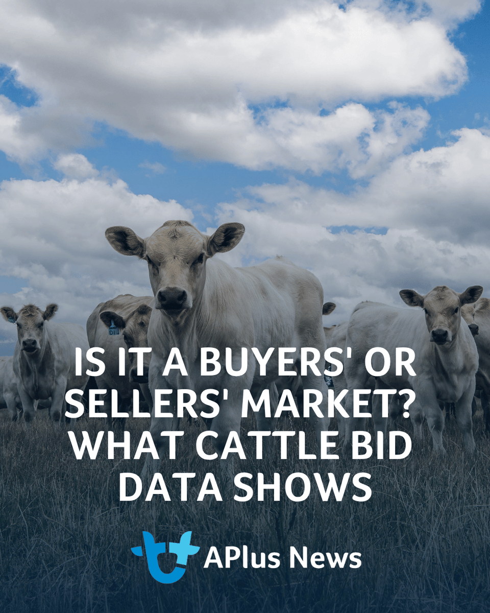 AuctionsPlus's tweet photo. Like the property market, the cattle market has buyers' and sellers' phases. Natasha Lobban writes that a new analysis of AuctionsPlus data can reveal where the market is sitting right now.

READ ARTICLE: https://t.co/tjhmFBFssa https://t.co/1CsYalyBzo
