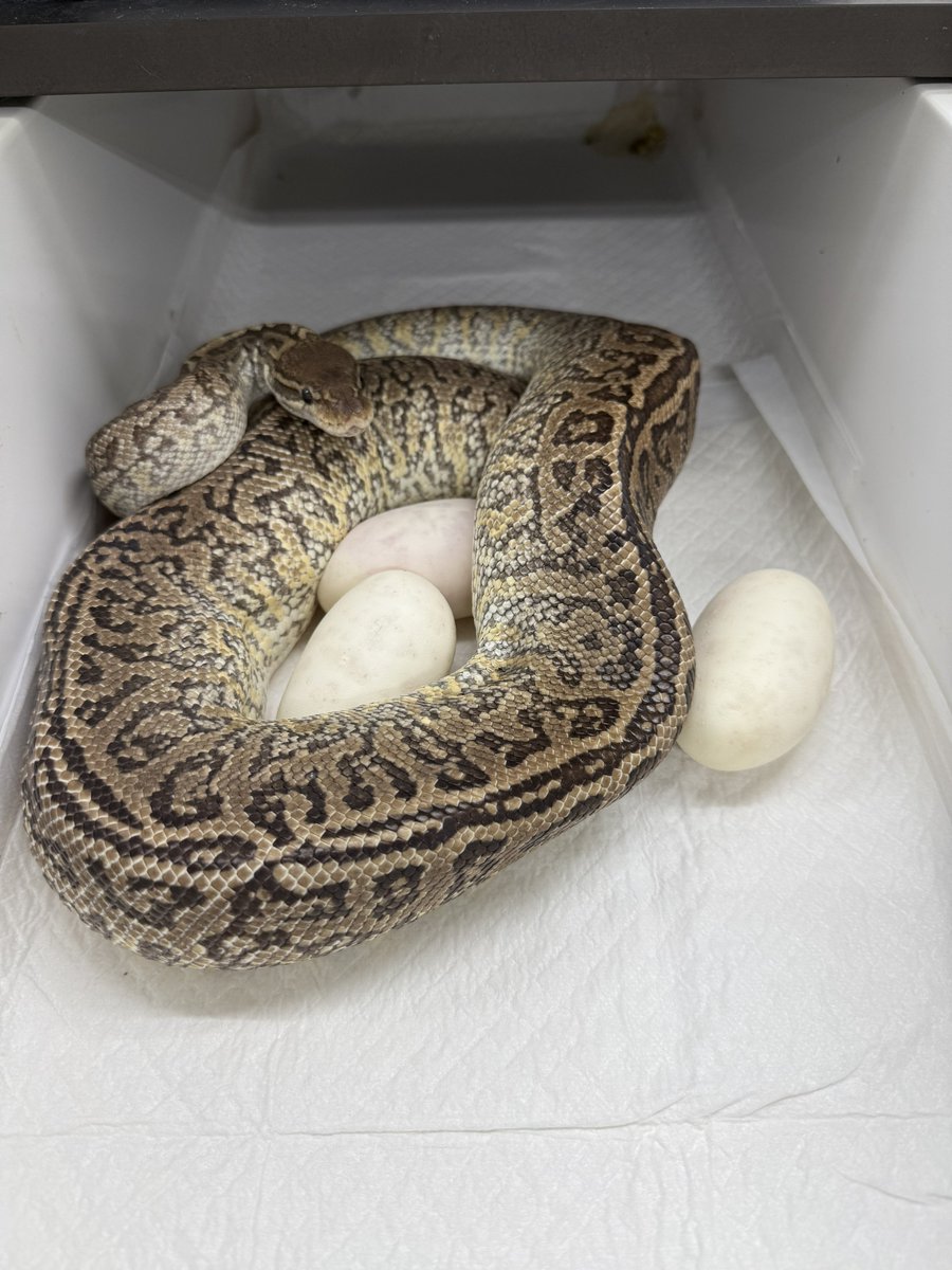 ballpythonari tweet picture