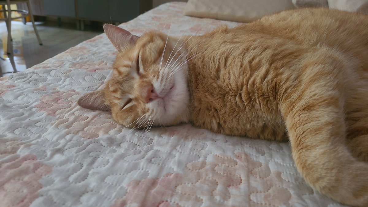 tata_toura's tweet photo. Meu namorado fica chamando meu gato de "meu gato" sendo que meu gato é meu e não dele, eu fico com ciúme https://t.co/3cQVTJ6lYl