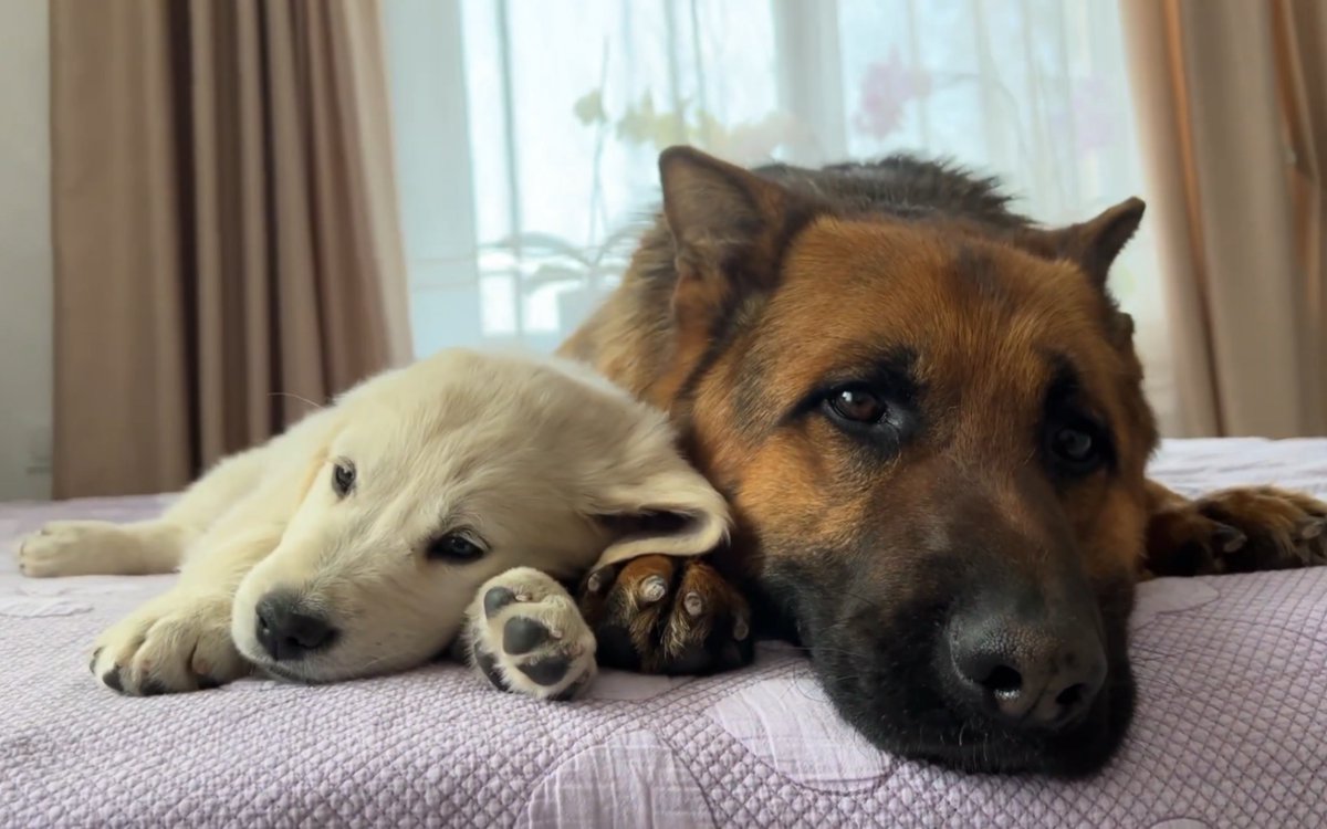 ChauRawlinrhh's tweet photo. Mi perro pasó de un cachorro juguetón a mi compaero inseparable en 6 meses. Ver su crecimiento es la mejor alegría del mundo!， https://t.co/WkApMbwwGQ