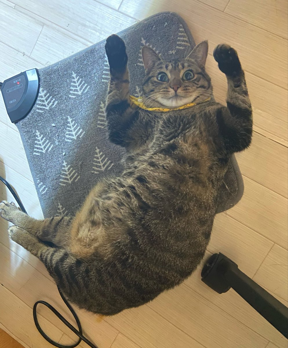 iewori's tweet photo. ←ホットカーペットつける前

つけたあと→ https://t.co/VtEKaTJnVb