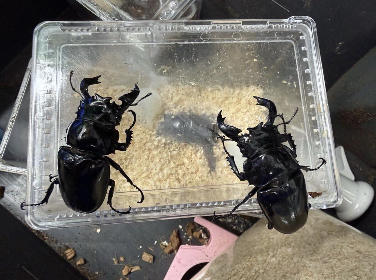 smrn55's tweet photo. 我が家のタランドゥスは2オス8メス体制で全部同じ親からの子です

オス85.86ミリ
メスは最大58ミリ

X通じて購入させて貰ったメスもガッツリ餌を食べだしたのでそろそろ同居したいです

別でホワイトアイとレギウスも少数いますが、まだ幼虫採れてません😭 https://t.co/GLB30CI9il