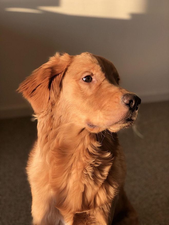Fabioladxbi's tweet photo. Mi perro me espera cada día en la puerta, su mirada llena de amor que cura toda la fatiga: la compaía simple es la felicidad más verdadera.， https://t.co/QnAbFTMJ9a
