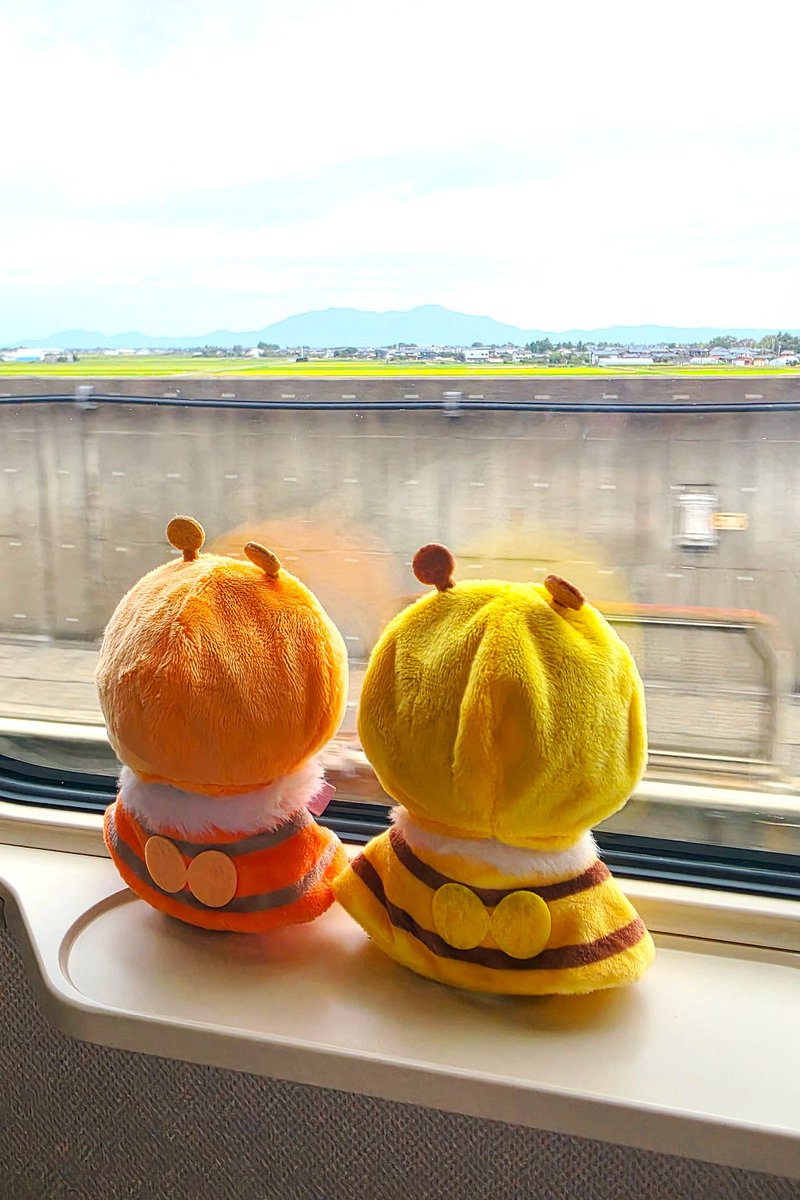 33_island's tweet photo. 先日撮ったおそとを見るぷちぶんちゃん　リボンが永遠に曲がっておられるね https://t.co/5iBcFugdOG