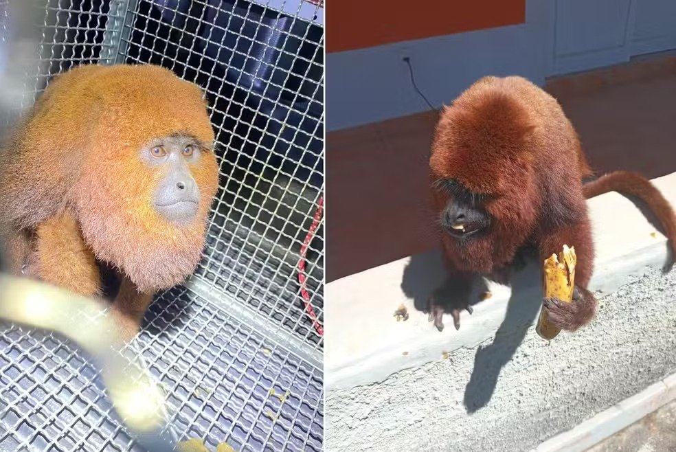 g1sorocaba's tweet photo. 🐒 Bugio-ruivo ameaçado de extinção é capturado após aparecer em residência
https://t.co/4E2qNnNO5m #g1 #Piedade https://t.co/h2CqsdYPgq