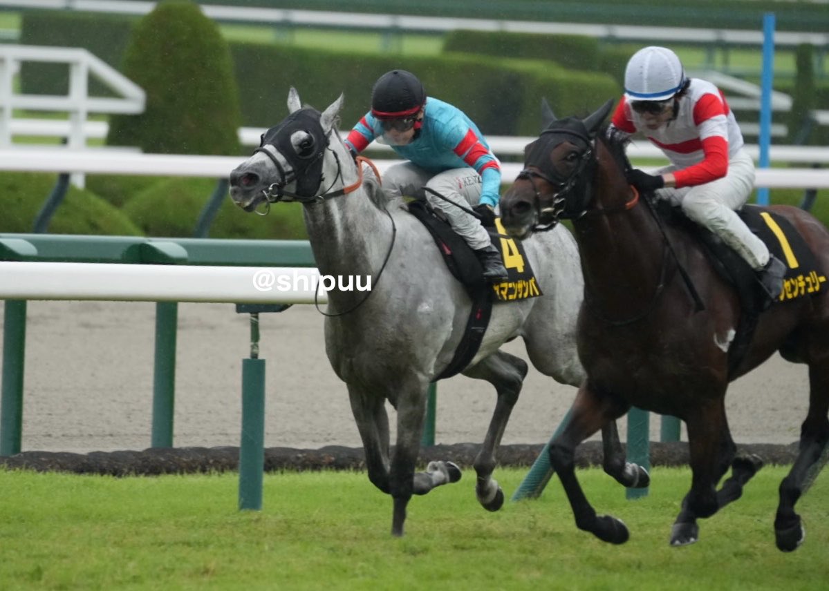 shipuu_'s tweet photo. 26/09/28 阪神競馬場　11R ポートアイランドS

2年連続、好走(⌯¤̴̶̷̀ω¤̴̶̷́)
阪神競馬場では掲示板を外していないサンパくん✨
#ヤマニンサンパ https://t.co/maFs6W4E2q