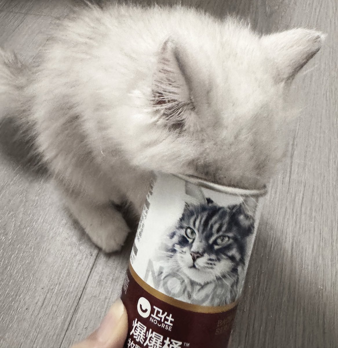 for2meTvT's tweet photo. 养猫当养银渐层 然后呢我想看你们的猫
#les #女同 #wlw https://t.co/aIg0rYyyCI