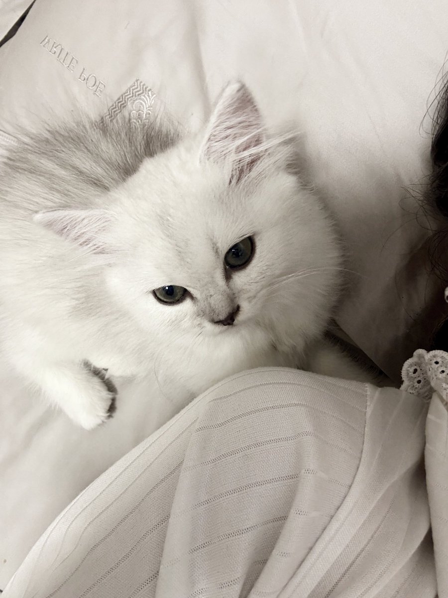 for2meTvT's tweet photo. 养猫当养银渐层 然后呢我想看你们的猫
#les #女同 #wlw https://t.co/aIg0rYyyCI