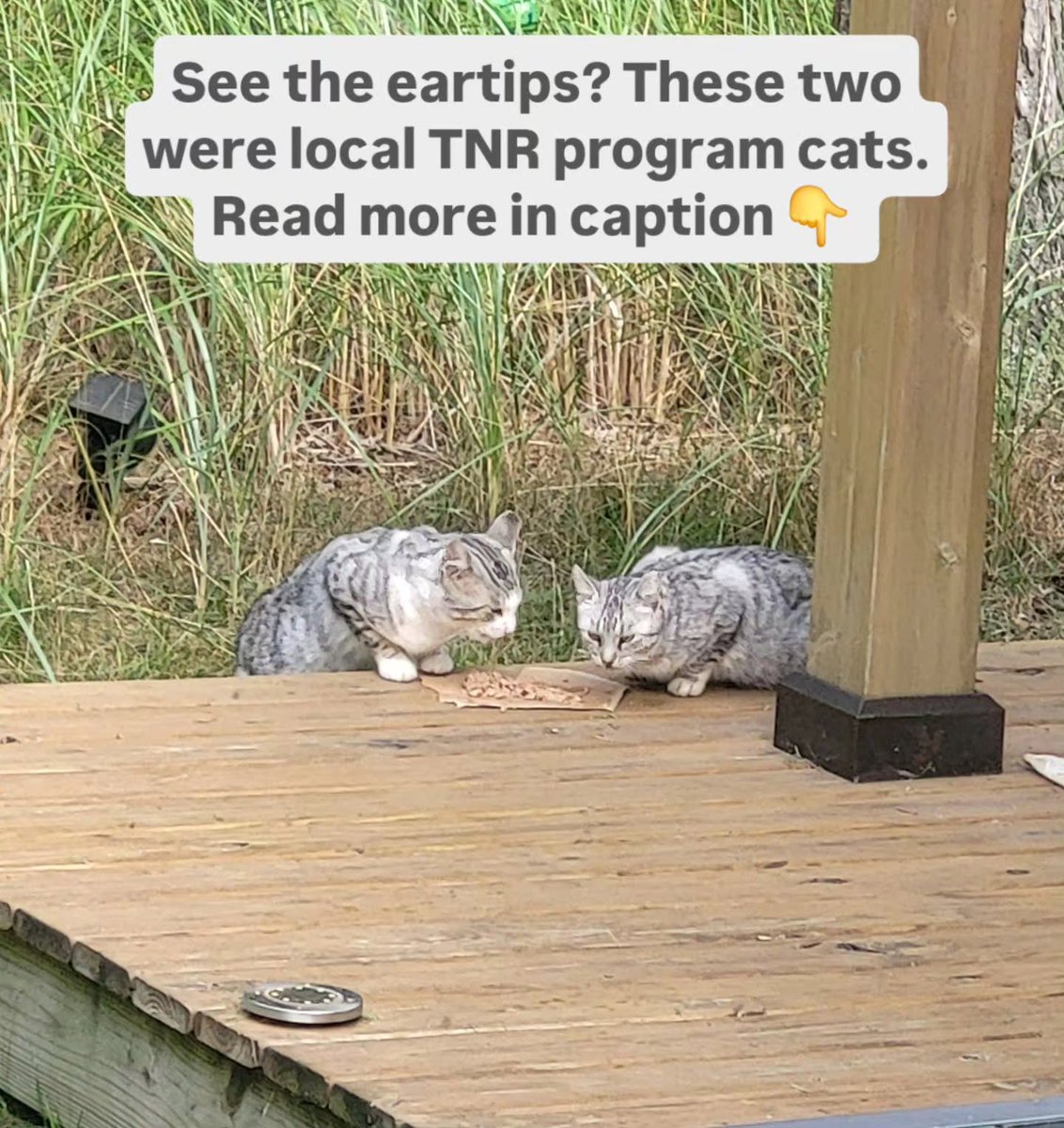CatCauseOrg's tweet photo. TNR (Trap Neuter Return) is the most humane way to stabilize community feline populations and ease the strain on the hunger crisis. 🐈‍⬛
#TNR #TNRSavesLives #CatRescue https://t.co/dsixqxWqzt