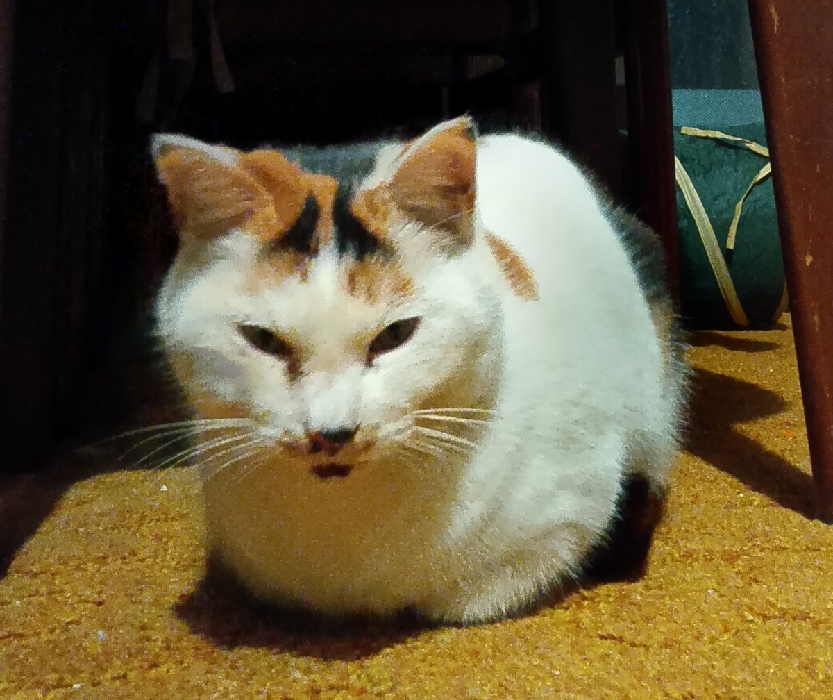 gumikuro53997's tweet photo. 2025/5/30より茨城県つくば市で三毛猫を探しております。
迷子にさせて1年4ヵ月が経ってます。
避妊済で細身の雌
白に黒茶のブチ模様
額には黒で八の模様
右目に涙や目やにが出やすいです。
つくば市近隣で目撃等ありましたら、ご連絡いただければ幸いです。
#つくば市 #茨城県 #三毛猫 #迷子猫 https://t.co/uwCkWeTYIm