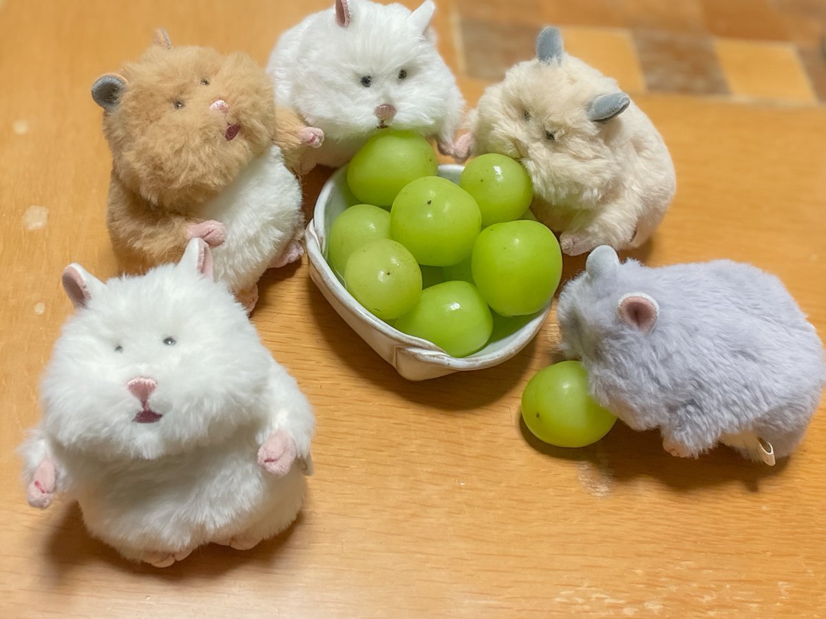 Hiyoconui's tweet photo. しゃいんますかっと  おいしい  #ぬい活  #ぬい撮り #はむにぎり https://t.co/wcOo1ghob1