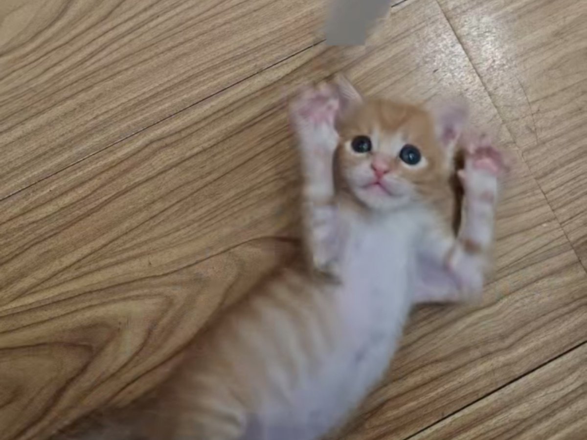 lekishacrout's tweet photo. Mi gatito Mochi ya cumple 6 meses y ha pasado de un peludo bebé a un corredor juguetón  El crecimiento no tiene precio! https://t.co/vvAgTewkY5