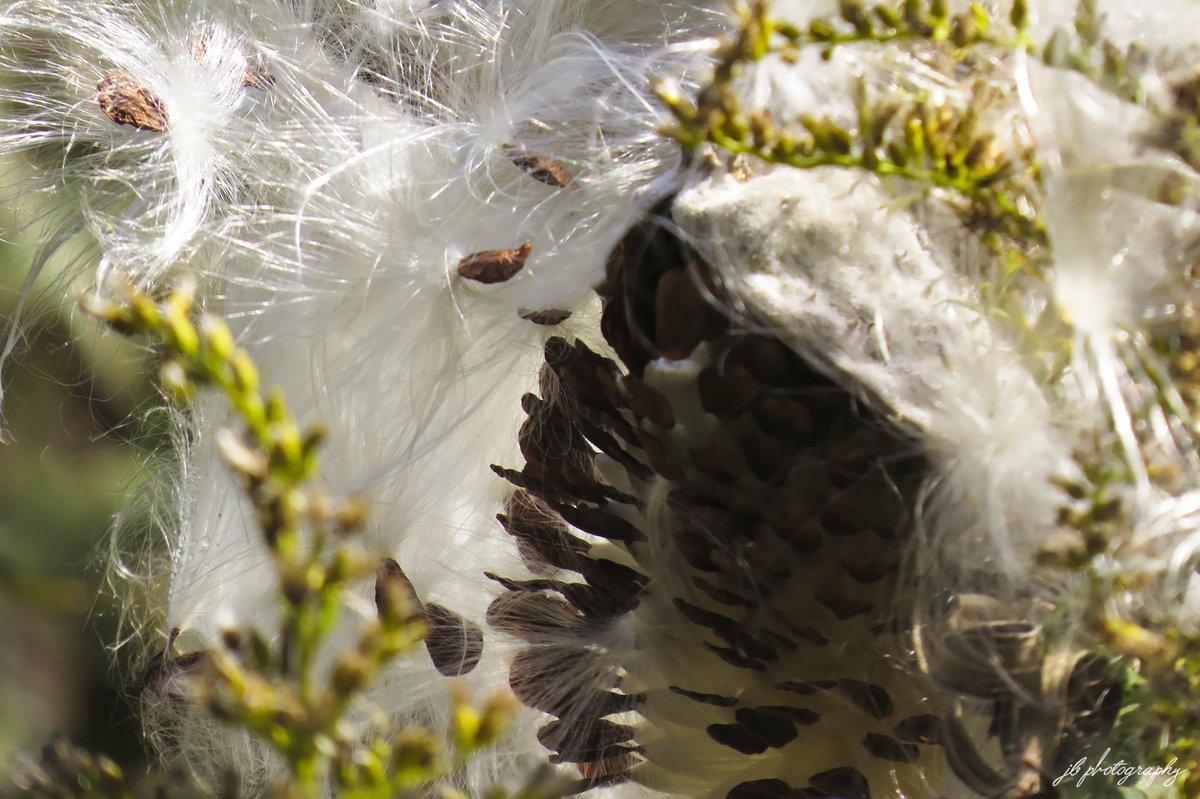 PlantNativeWI's tweet photo. Milkweed at Hawthorn Hollow. https://t.co/kSkRRIPJxi