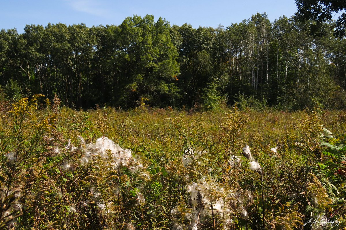 PlantNativeWI's tweet photo. Milkweed at Hawthorn Hollow. https://t.co/kSkRRIPJxi