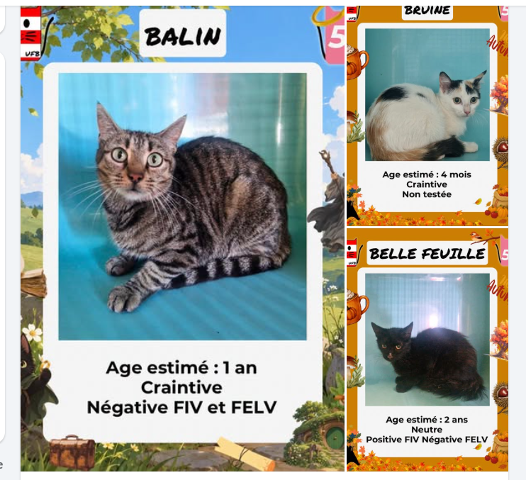 justineducern's tweet photo. ZOOM sur nos petites chattes à ADOPTER cette semaine, Elles sont en Bretagne détenues dans des fourrières, dans de tous petits boxs. Elles attendent avec impatience les familles qui viendront les y chercher.
contact pour renseignements par ce lien: https://t.co/VZ3V5fwxql https://t.co/FHSULz3kuI