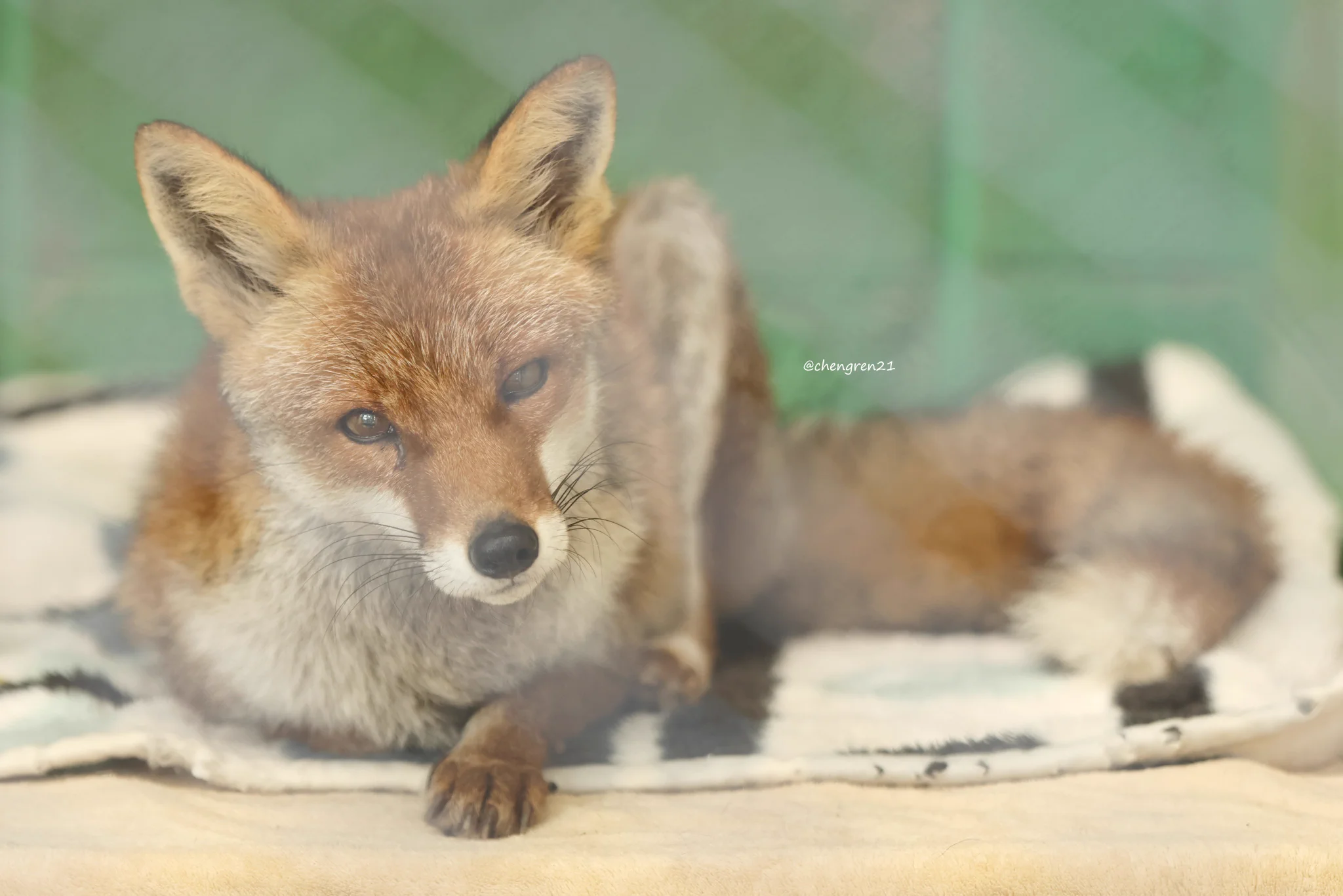 Cheng-Ren🦊🐺11/8狐オンリー青01 a X: 