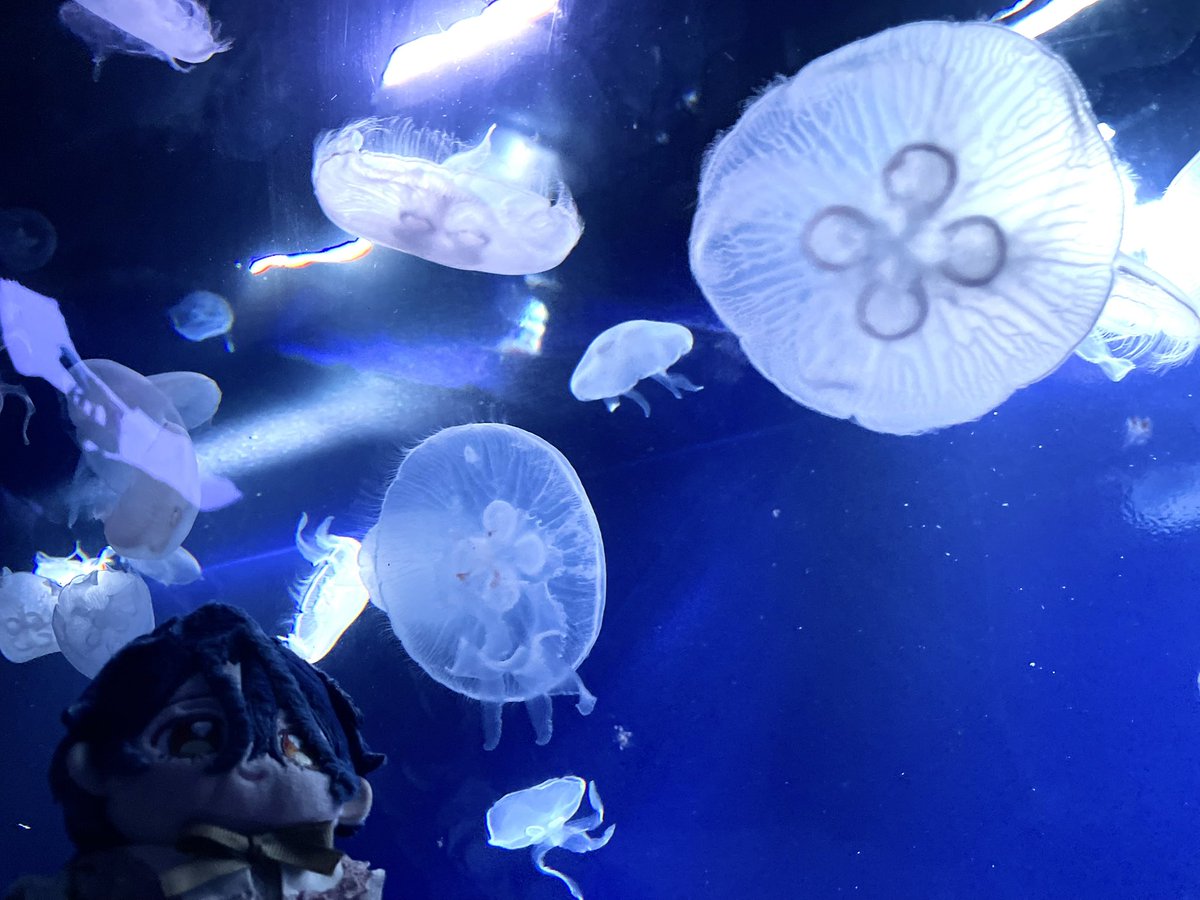 cccts_bi's tweet photo. ちとぬと昨日のステージに想いを馳せながら水族館の写真見返してる🪼 https://t.co/BCzSCvWRV8