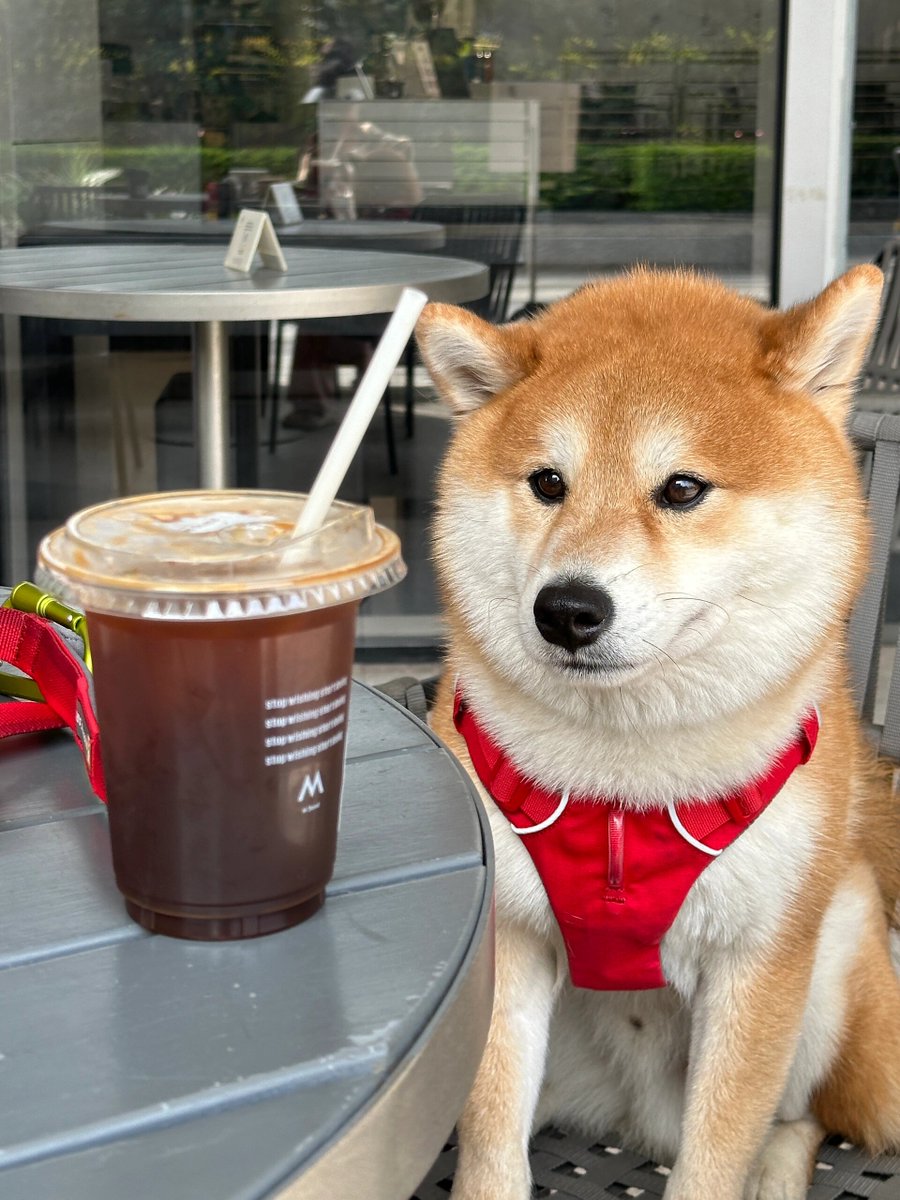 CandisAhrv's tweet photo. Calleja calurosa, aroma de café recién hecho y un perro que se detuvo a charlar con el sol. https://t.co/FdXFtilFTH