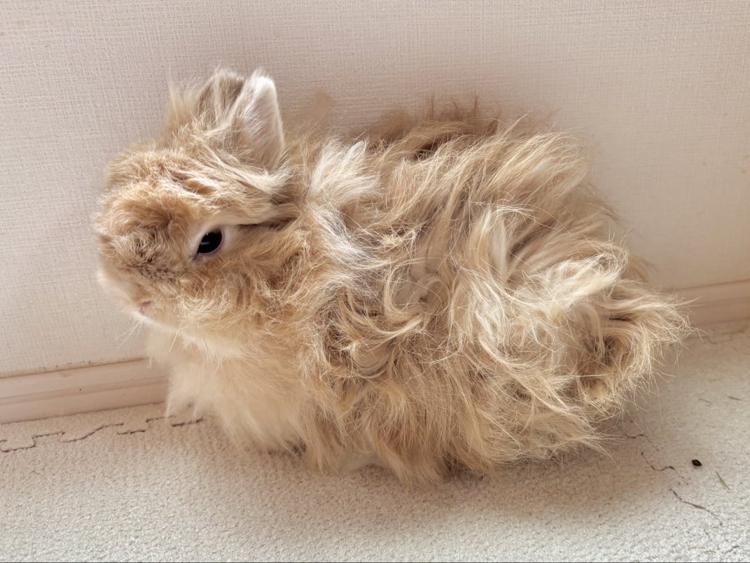 cutie_chlo's tweet photo. Brush your fur little bunny https://t.co/7LtiiqZOgG