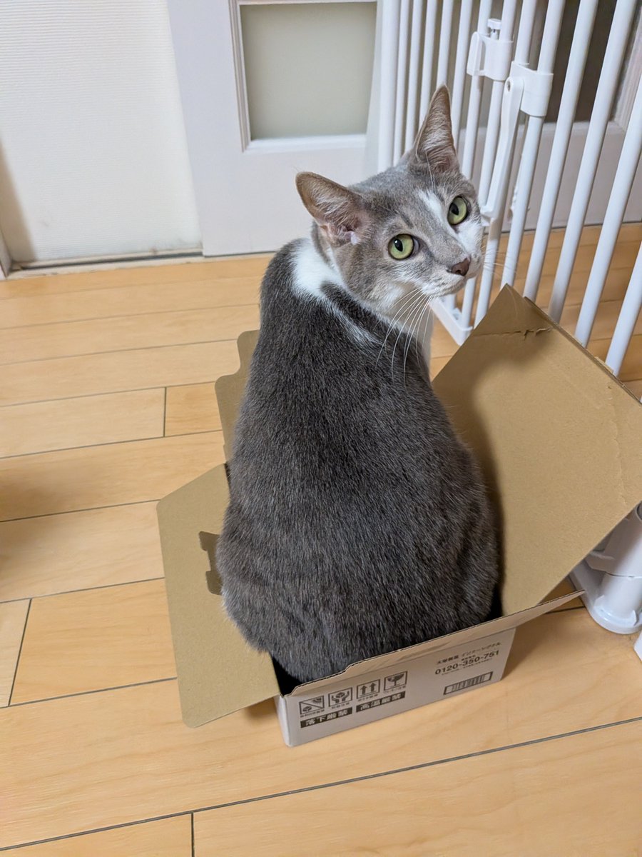 ReoRam428's tweet photo. どーしても入りたい。
箱、大好き🥰 https://t.co/jxKaQeCAeG