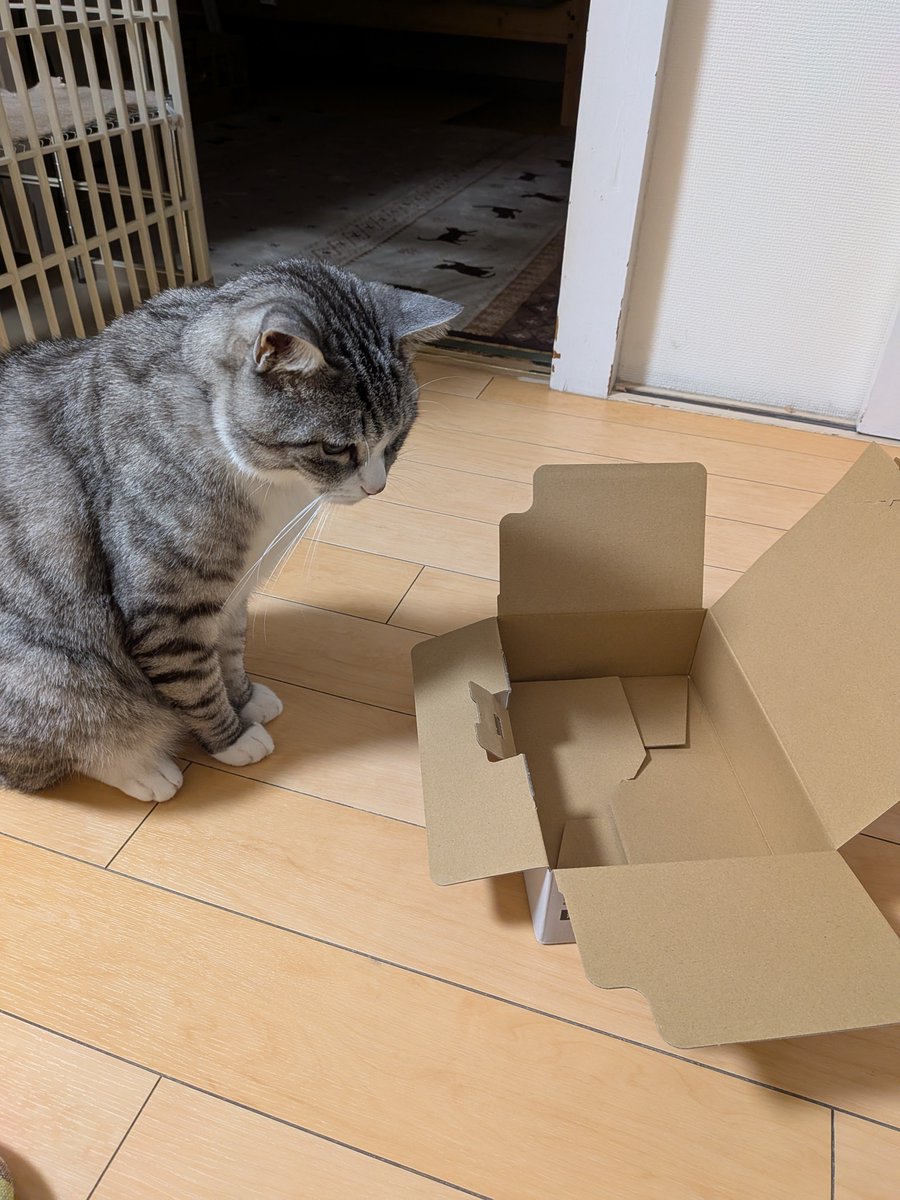 ReoRam428's tweet photo. どーしても入りたい。
箱、大好き🥰 https://t.co/jxKaQeCAeG