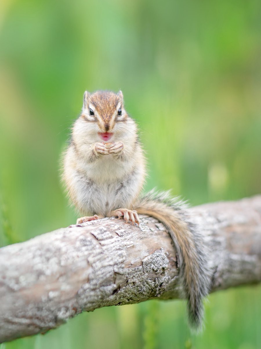 yuruirui44's tweet photo. りすの家🐿️ https://t.co/0RruJ9IsQ2