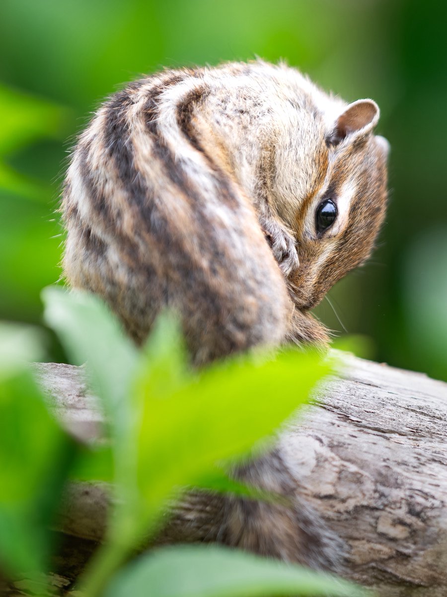 yuruirui44's tweet photo. りすの家🐿️ https://t.co/0RruJ9IsQ2