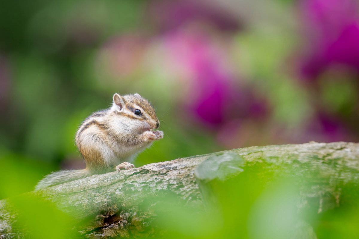 yuruirui44's tweet photo. りすの家🐿️ https://t.co/0RruJ9IsQ2