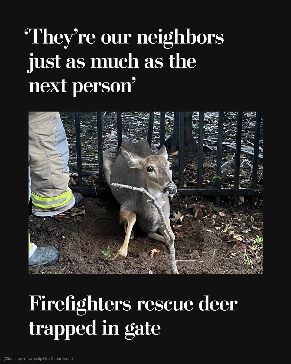 washingtonpost's tweet photo. Firefighters in New Jersey received an unexpected call during this weekend’s nor’easter: A doe had tried to run through a metal fence and became trapped.

After they used an electric saw to cut the fence, the uninjured deer ran toward the woods. https://t.co/fKHBTnweaz https://t.co/GsfANOa2oi