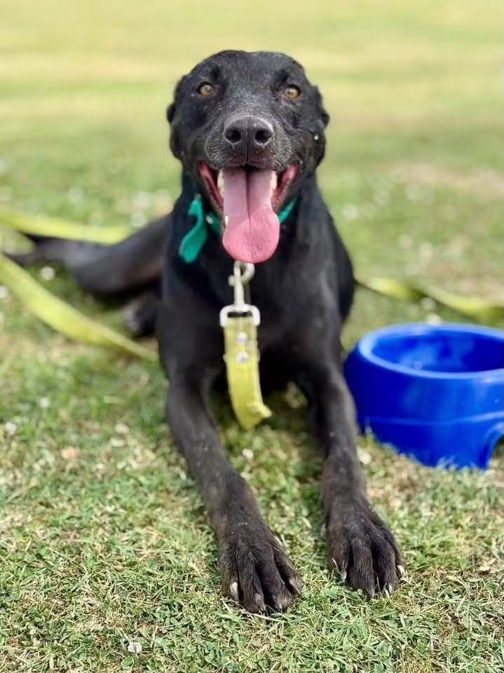 elcampito's tweet photo. 🥰 Pedro es un dulce de leche y busca familia! 😍
Él es un grandote amoroso, súper tranqui y amigable. Le gustan los paseos y estar sentadito al lado tuyo solo acompañándote. 

Enamorate de este buen chico y escribinos a adoptantesdelcampito@gmail.com 🙌🏻 https://t.co/pzeOX2zgFp