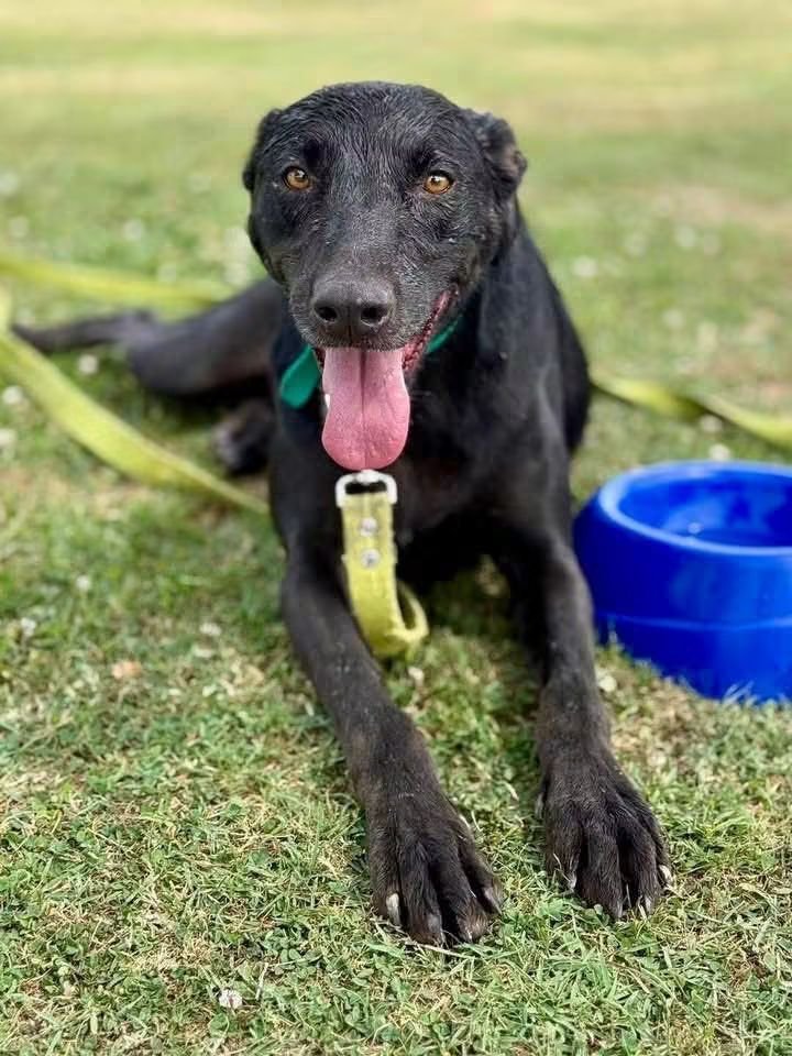 elcampito's tweet photo. 🥰 Pedro es un dulce de leche y busca familia! 😍
Él es un grandote amoroso, súper tranqui y amigable. Le gustan los paseos y estar sentadito al lado tuyo solo acompañándote. 

Enamorate de este buen chico y escribinos a adoptantesdelcampito@gmail.com 🙌🏻 https://t.co/pzeOX2zgFp