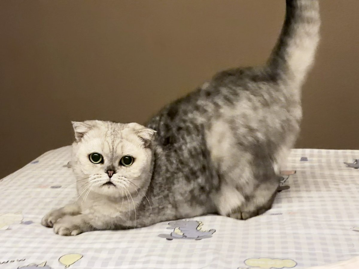 juzuo0401's tweet photo. 翘屁小猫 https://t.co/D7U0Z96EqL