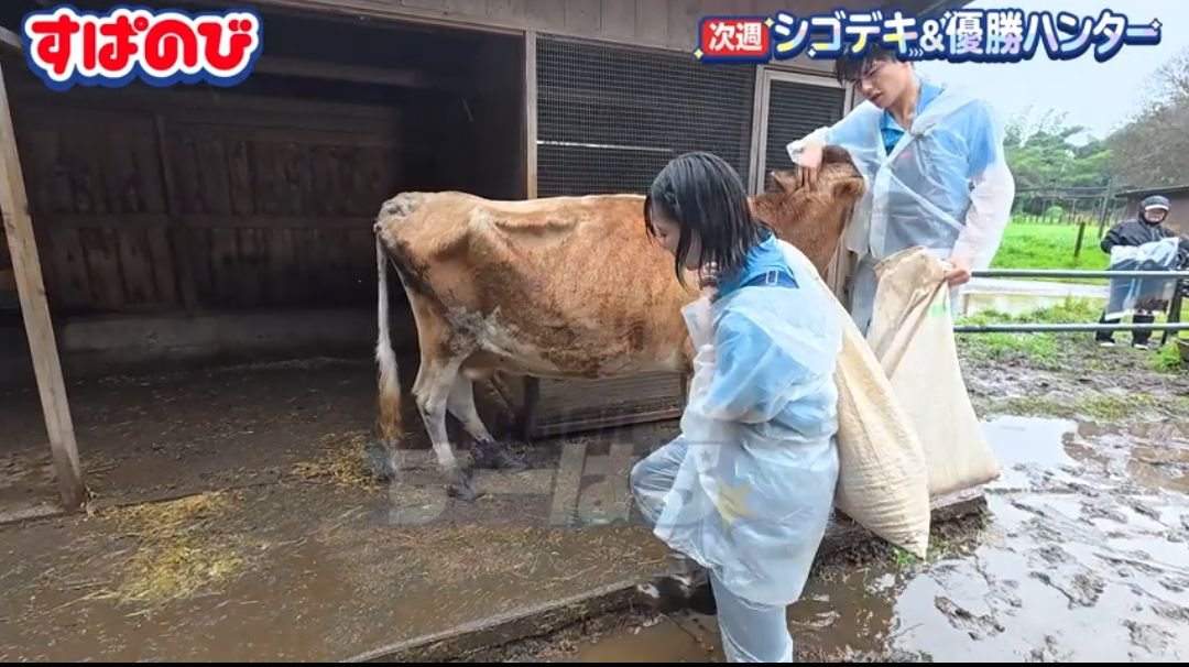 non_oO_'s tweet photo. はるかすぱのびで毎回同じとこ痛めてるのなんなんWWWWWW
 #すぱのび https://t.co/RICSCnPE8K