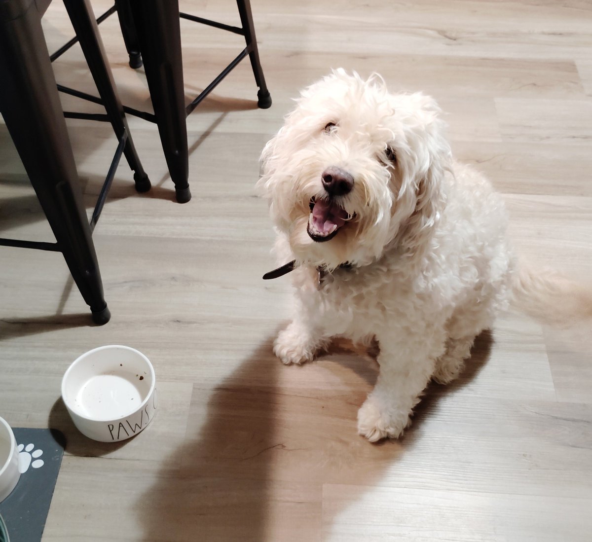 ArieDoodle's tweet photo. Happy HUMPDAAAAAAAAY πͺ hahahahaha π§Έπ
#Wednesday #Humpday #dogs #AriesWorld #ArieBear https://t.co/gCF6k19qo7