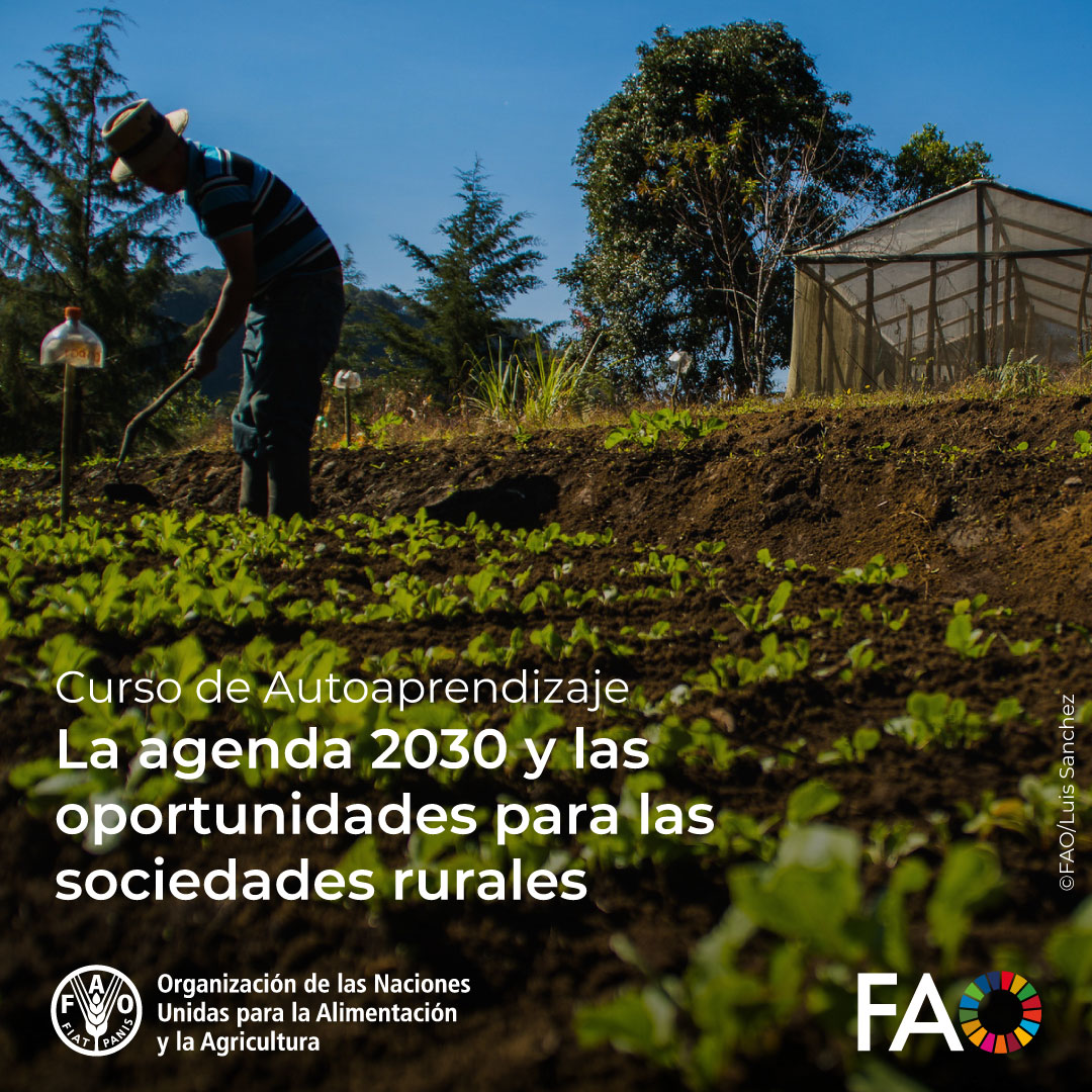 FAOCampus's tweet photo. 🎓 ¡Curso GRATUITO de @FAOCampus!

🌐 La #Agenda2030 y las oportunidades para las sociedades rurales

💡 Estrategias para alcanzar los #ObjetivosMundiales de Desarrollo Sostenible

¡Matricúlate! ➡️https://t.co/hOZlMEHmFj

#SDGs #ODS #DesarrolloRural https://t.co/JhtmE6gwQK