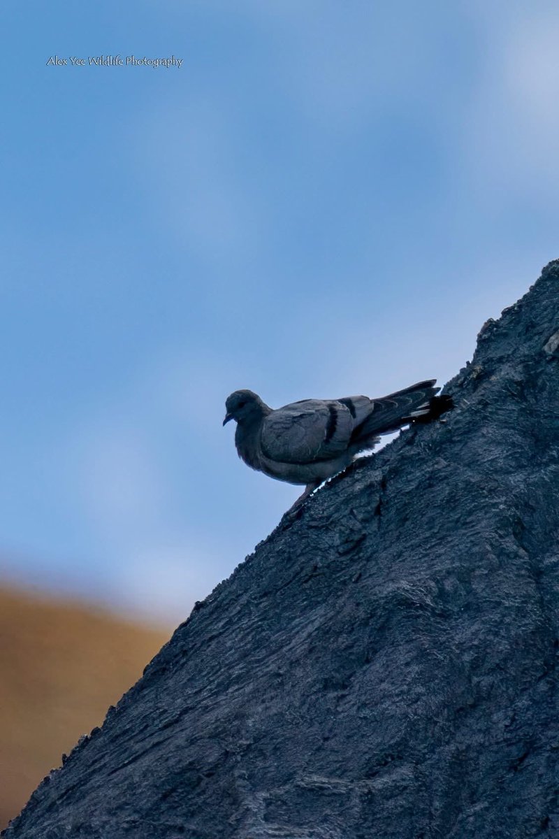 AlexBaling's tweet photo. Even this Rock Pigeon finds it hard on the landing on this rock!
Cuopuguo, China
Oct 2025
Sony A9+400800G

#birdwatching #birdphotography #BirdTwitter #BirdsSeenIn2025 #wildlife #china #yunnanbirds #chinabirds  #chinawildlife https://t.co/CXYe2285O0