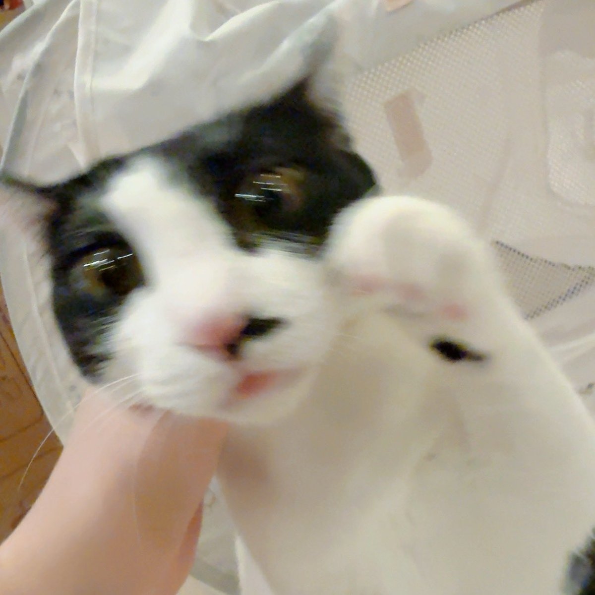 sakura__qoo's tweet photo. 目やにをとられたくないほたて⊙ ̫ ⊙ https://t.co/X96MoyzxUP