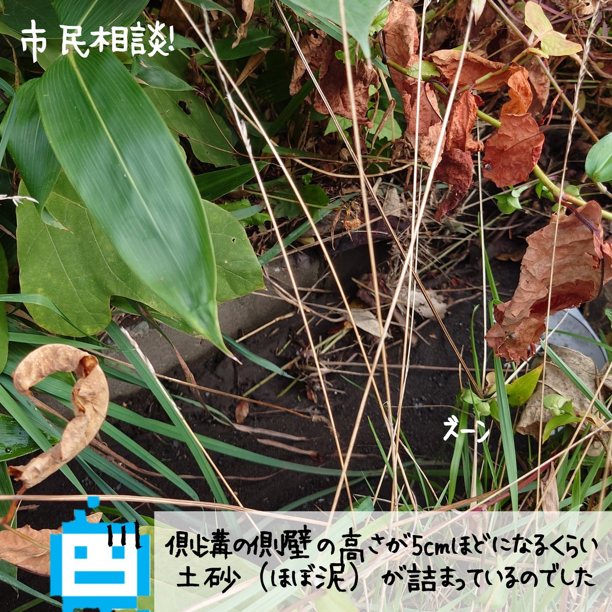 shi_ra_ka_wa's tweet photo. 市民相談。市道「桜1号線」沿いの側溝が土砂（というかほぼ泥のかたまり）が詰まっているのでした。草を分けてみると側溝の側壁が見えなくなるほど泥が詰まっているのでした。対応！

#市民相談
#公明党
#小樽 https://t.co/iei0ZeHVMx