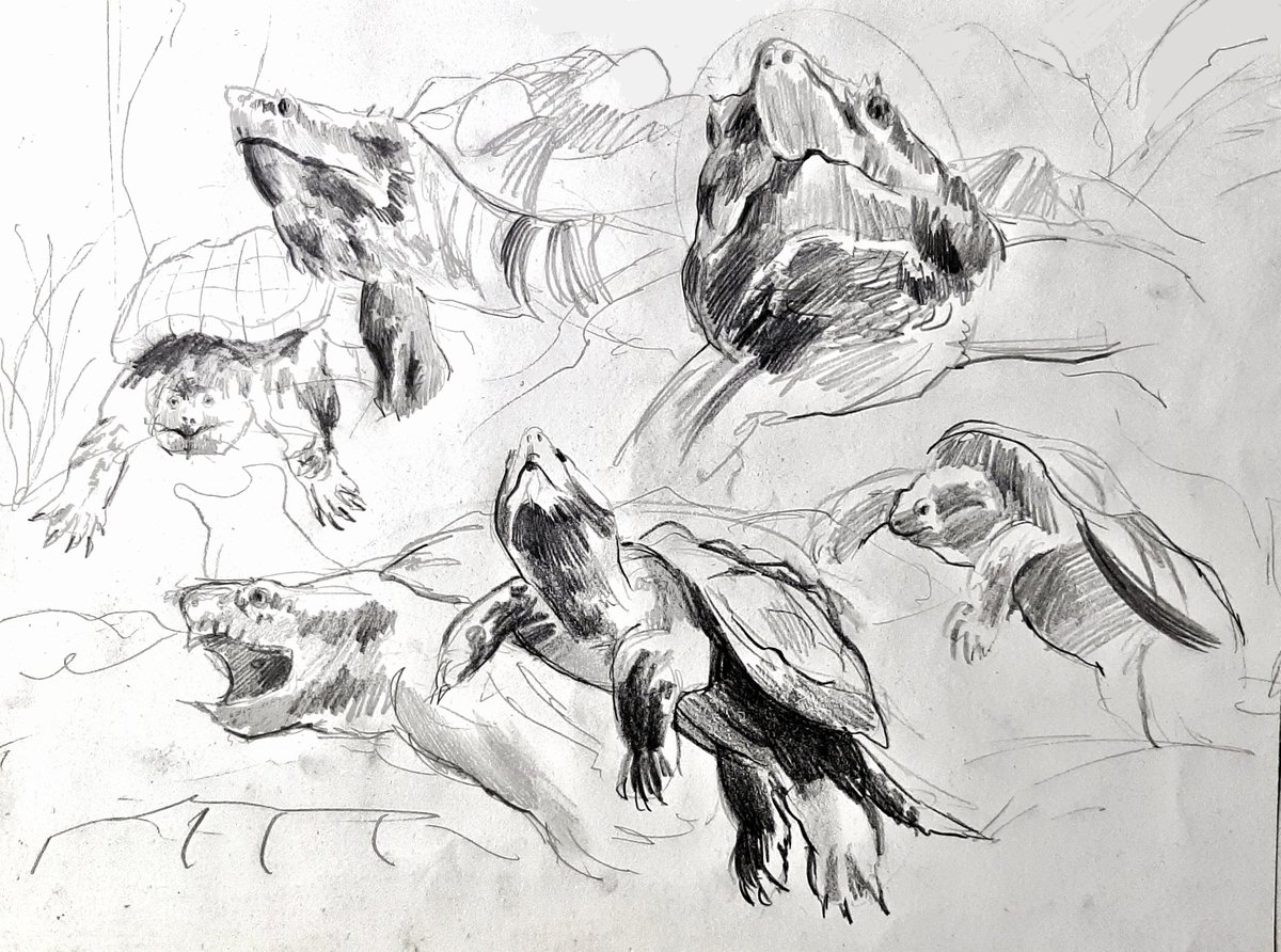Plungerrr's tweet photo. Sorry for not posting art, I forgot....... Today I'll post everything I didn't post these days
Turtle 🐢🐢 https://t.co/k9UsyyTRLv