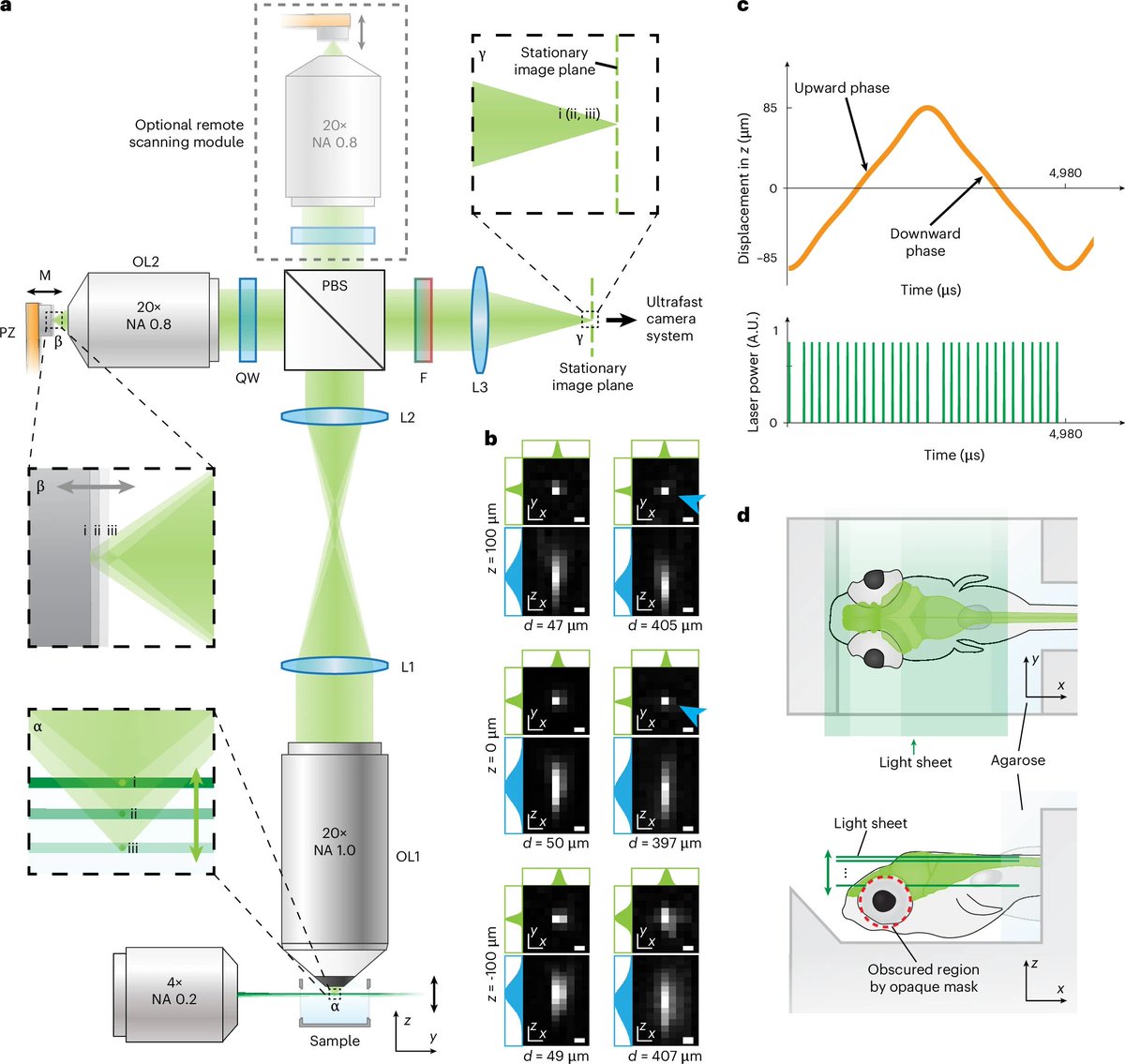 wirthstef's tweet photo. Researchers have developed a #fast #highresolution #microscope that enables them to #visualize #neuronalactivity within the #zebrafish #brain.
Zebrafish #Danio #rerio (#Danionidae) are popular aquarium fish that are easy to keep and breed. For these same reasons, they also serve as suitable #scientificmodel organisms. A particular advantage for science is that the developing #embryos and #larvae are initially #transparent, allowing for the observation of various developmental biological processes. The development of the #nervoussystem, including the brain, is of particular interest. However, current research focuses not only on the brain's ontogenetic development but also on its detailed anatomy and functional mechanisms.
Neurons communicate with one another via #electricalimpulses. Since vertebrate brains are generally highly capable of multitasking, constantly processing multiple sensory inputs simultaneously, electrical impulses occur in different regions of the brain at the same time. Visualizing this activity has previously required complex measurement methods.
Z. Wang et al. (2026) have developed a #novelmicroscope capable of optically capturing and displaying brain-wide neuronal activity within the zebrafish brain. This opens up entirely new research possibilities for a wide range of neurobiological questions.
To achieve this, researchers from the MIT team modified a #lightsheetmicroscope. By using a #laserbeam and sequentially imaging #multiplelayers, they generate #threedimensional #images of a large #volume. Since neural networks operate extremely rapidly, often taking only a few milliseconds, previous methods such as #calciumimaging were too slow. To create a high-speed microscope, the authors increased the camera's image #acquisitionrate. They also employed "#remoterefocusing" to boost the microscope's #scanningspeed. This enabled the researchers to scan the zebrafish brain 200 times per second. They introduced a #voltageindicator named #Positron2-Kv into the fish larvae by genetically modifying specific neurons; this provided sufficient resolution to visualize brain voltage patterns at high speed. Additionally, ultraviolet light was used as an extra stimulus. The researchers aim to further develop their technology to eventually correlate brain activity with states of #consciousness and #behaviors.
© #Stefan F. Wirth, September 2026, Berlin
Please support my science writing and illustration efforts with even the smallest coffee donation; as a freelancer, I rely heavily on this support: ko-fi 👇 link in my first comment
Reference:
Z. Wang et al. (2026):
DOI: 10.1038/s41592-026-03179-7 👇 link in my first comment
#Illustrations:
© Stefan F. Wirth; AI-assisted illustrations based on my hand-drawn sketches, manually edited; September 2026, Berlin. 1)–3) Artistic illustration of a zebrafish, its brain and the major #braincompartments.
Figure:
Remote-scanning light-sheet microscopy for #voltageimaging of neurons distributed across much of the larval zebrafish brain.
a, Overview and #operationalprinciples of the remote-scanning LSM optimized for volumetric voltage imaging of neurons distributed across much of the larval zebrafish brain.
By Z. Wang et al. (2026), licensed under creative commons Attribution 4.0 International License. 👇 link in my first answer