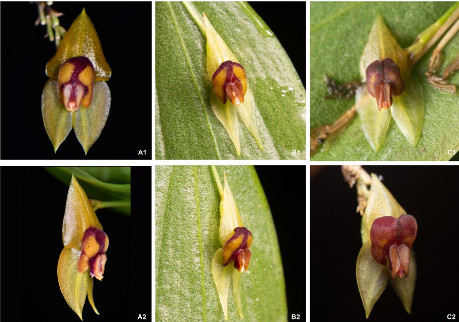 INABIO_EC's tweet photo. ▶️#INABIOEnMedios | Investigadores describen dos nuevas especies de orquídeas en Ecuador https://t.co/Rm1n9G2md1 https://t.co/xjmgvv4tVo
