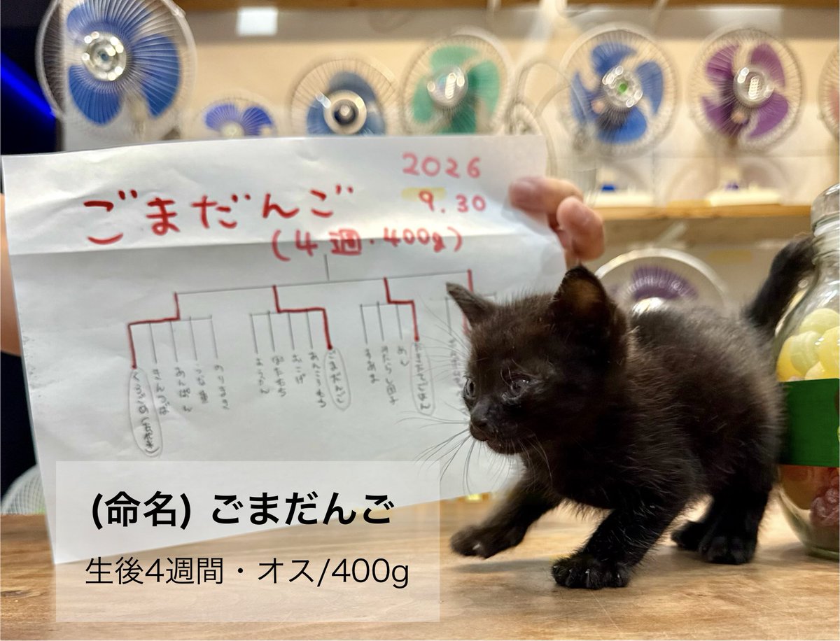 omochi_nam01's tweet photo. 名前は、「ごまだんご」に決定しました！！ 投票してくださった皆様、ありがとうございました！！！ これから沢山ごまちゃんを愛でてもらえると嬉しいです！！ https://t.co/Vp997d37nN