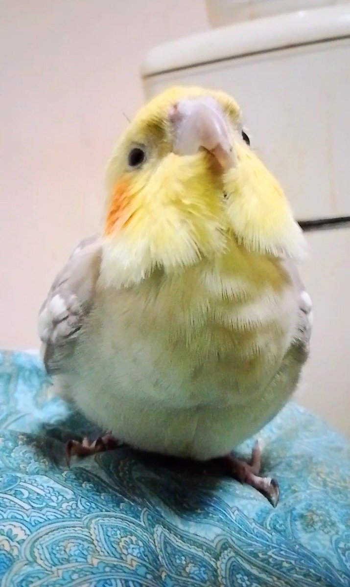 kohaito7915's tweet photo. チュウしてほしいでち♥ https://t.co/22ltdsJJ0q
