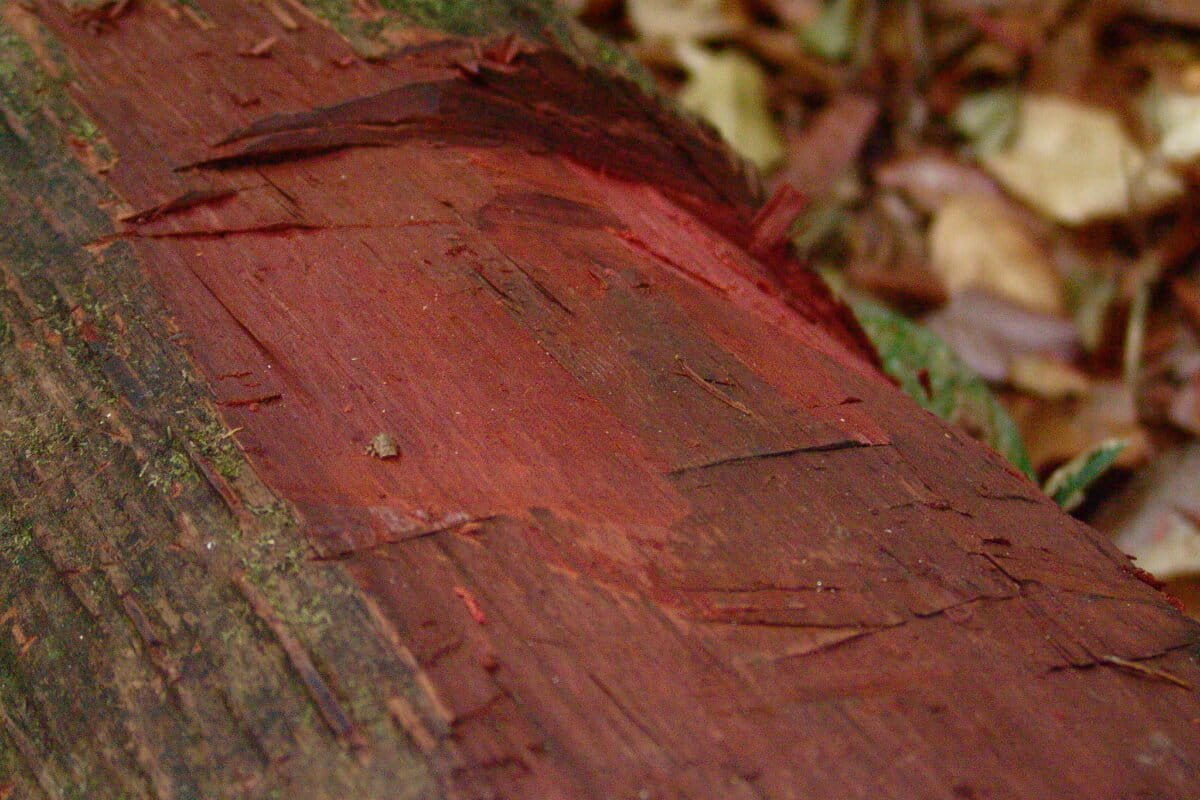 caisniara's tweet photo. realmente incrível que a verdadeira cor atribuída a brasa, Brasil, pau-brasil seja VERMELHA https://t.co/HLnXH0jTvX
