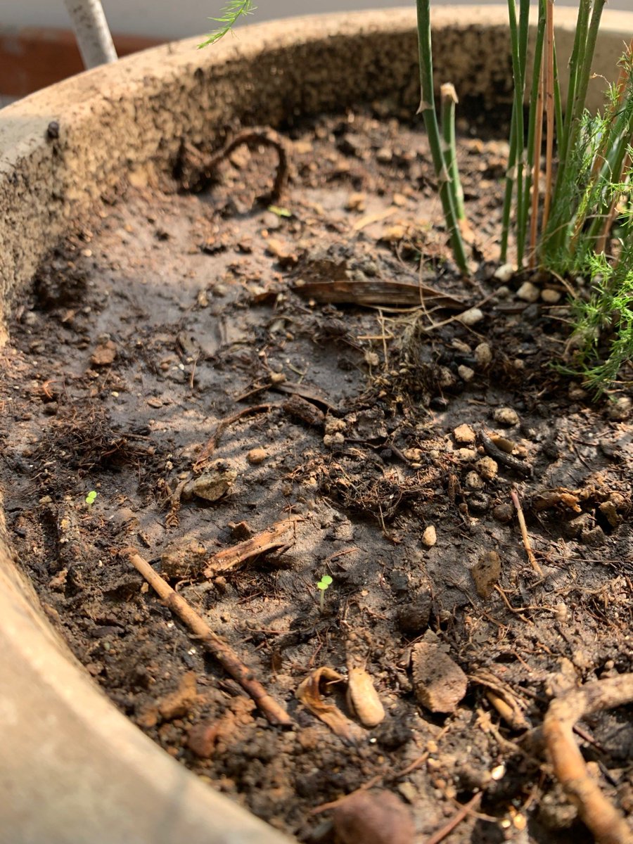 Jacksonik9p's tweet photo. No riegues tus plantas a diario! Solo cuando la tierra esté seca, así evitas que sus raices se pudran. Cuidado básico que salva tus verdes! https://t.co/vmSsHYVJ4D