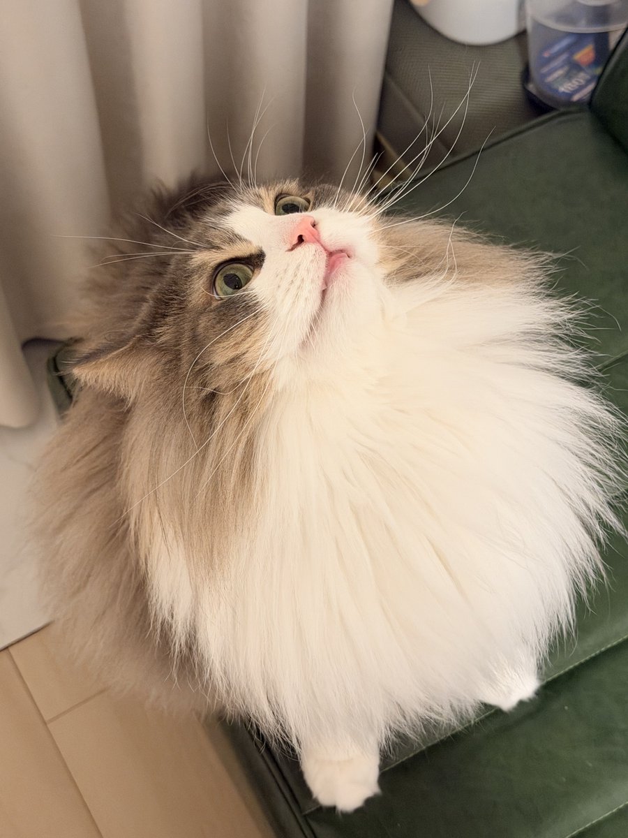 kedama0224's tweet photo. お髭びんびん、全集中 https://t.co/fknTaKuEul