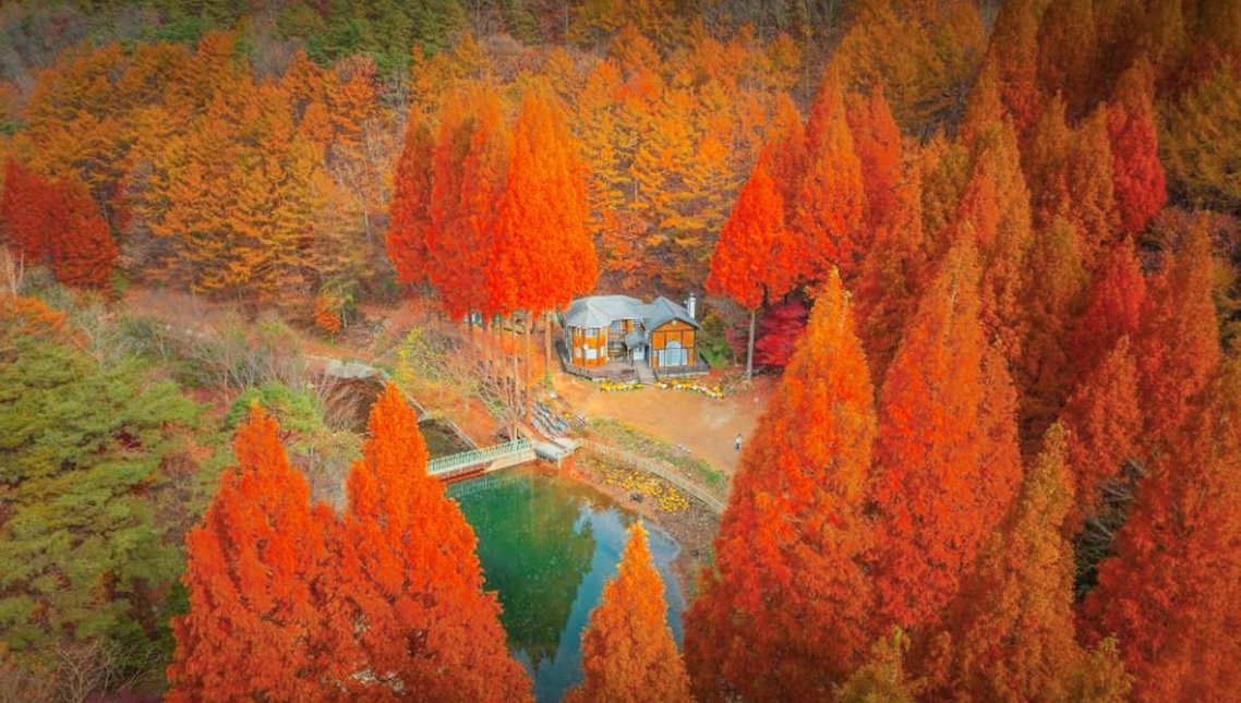 Aurora_5100's tweet photo. 여기 어디냐고 댓글 폭발한 곳 🍂
넷플릭스 속 그 메타세쿼이아 숲,
한국임.

입장료 0원.
건물만 보고 돌아가지 마세요.

단풍은 일반 나무보다 늦게 듦.
10월 말~11월이 제일 예쁨.

위치는 댓글에. https://t.co/FrBWiuNOld