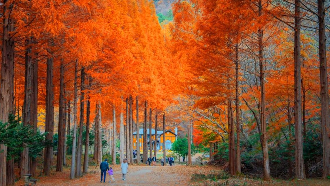 Aurora_5100's tweet photo. 여기 어디냐고 댓글 폭발한 곳 🍂
넷플릭스 속 그 메타세쿼이아 숲,
한국임.

입장료 0원.
건물만 보고 돌아가지 마세요.

단풍은 일반 나무보다 늦게 듦.
10월 말~11월이 제일 예쁨.

위치는 댓글에. https://t.co/FrBWiuNOld