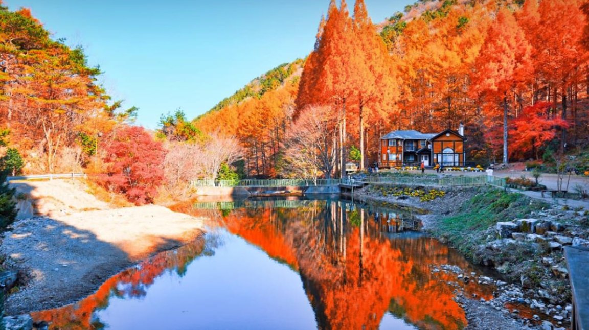 Aurora_5100's tweet photo. 여기 어디냐고 댓글 폭발한 곳 🍂
넷플릭스 속 그 메타세쿼이아 숲,
한국임.

입장료 0원.
건물만 보고 돌아가지 마세요.

단풍은 일반 나무보다 늦게 듦.
10월 말~11월이 제일 예쁨.

위치는 댓글에. https://t.co/FrBWiuNOld