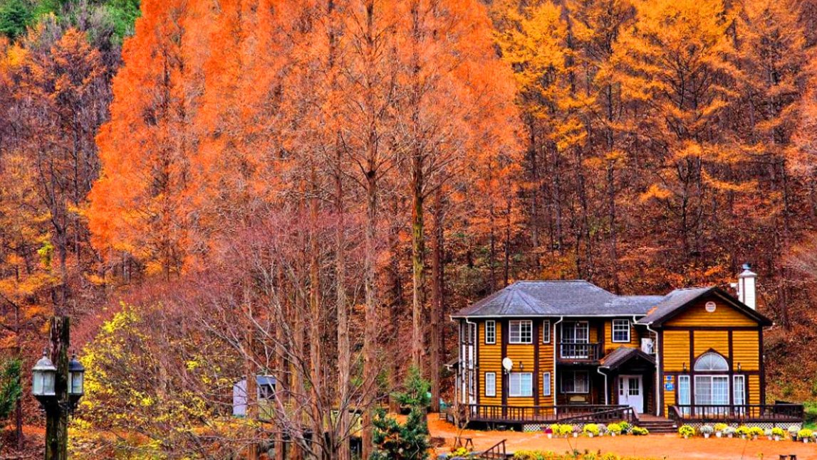 Aurora_5100's tweet photo. 여기 어디냐고 댓글 폭발한 곳 🍂
넷플릭스 속 그 메타세쿼이아 숲,
한국임.

입장료 0원.
건물만 보고 돌아가지 마세요.

단풍은 일반 나무보다 늦게 듦.
10월 말~11월이 제일 예쁨.

위치는 댓글에. https://t.co/FrBWiuNOld